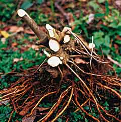 Die Kava-Wurzel zeichnet sich durch einen leicht bitteren, stark betäubenden Geschmack aus Foto: Dr. Betti/Kavasedon®