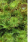 Sonnentau, Drosera rotundifolia