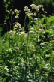 Baldrian, Valeriana officinalis Baldrian, Valeriana officinalis