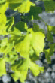 Ginkgo, Ginkgo biloba Ginkgo, Ginkgo biloba