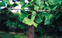 Sind die präsentierten Studien über Ginkgo ausreichend oder nicht?