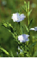 Leinsamen, Linum usitatissimum Leinsamen, Linum usitatissimum