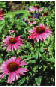 Roter Sonnenhut, Echinacea purpurea Roter Sonnenhut, Echinacea purpurea