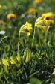 Schlüsselblume, Primula veris