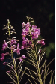 Weidenröschen, Epilobium angustifolium Weidenröschen, Epilobium angustifolium