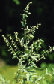 Wermut, Artemisia absinthium