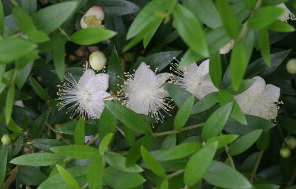 Myrtus