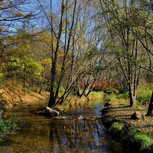 Pharmakobotanische Exkursion in den Wienerwald | Nicht-Mitglied