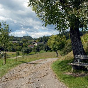 Pharmakobotanische Exkursion in  Kärnten | Nicht-Mitglied