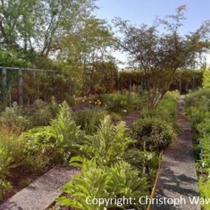 Treffpunkt Arzneipflanzengarten 27. Mai 2025