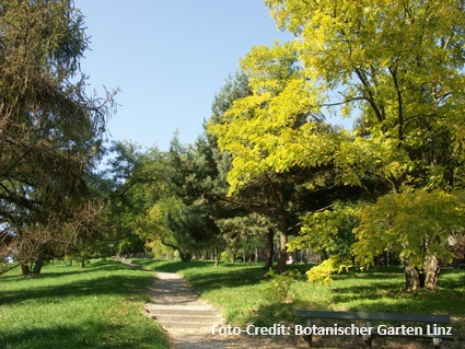 Pharmakobotanische Exkursion im Linzer Arboretum 2024 | Mitglied