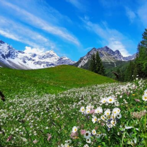Pharmakobotanische Wanderung zur Unteren Brüggelealpe 13. Juli 2024