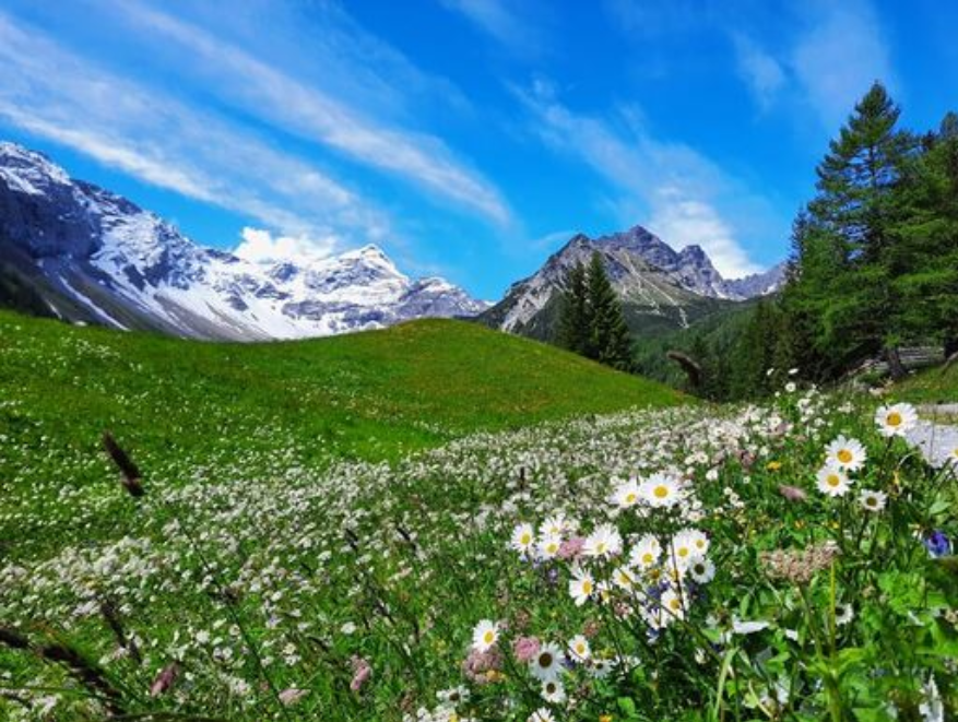 Pharmakobotanische Wanderung zur Unteren Brüggelealpe 13. Juli 2024