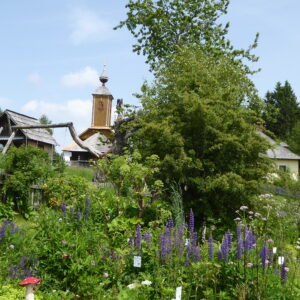 Pharmakobotanische Exkursion in Kärnten 30. Mai 2026 | Mitglied