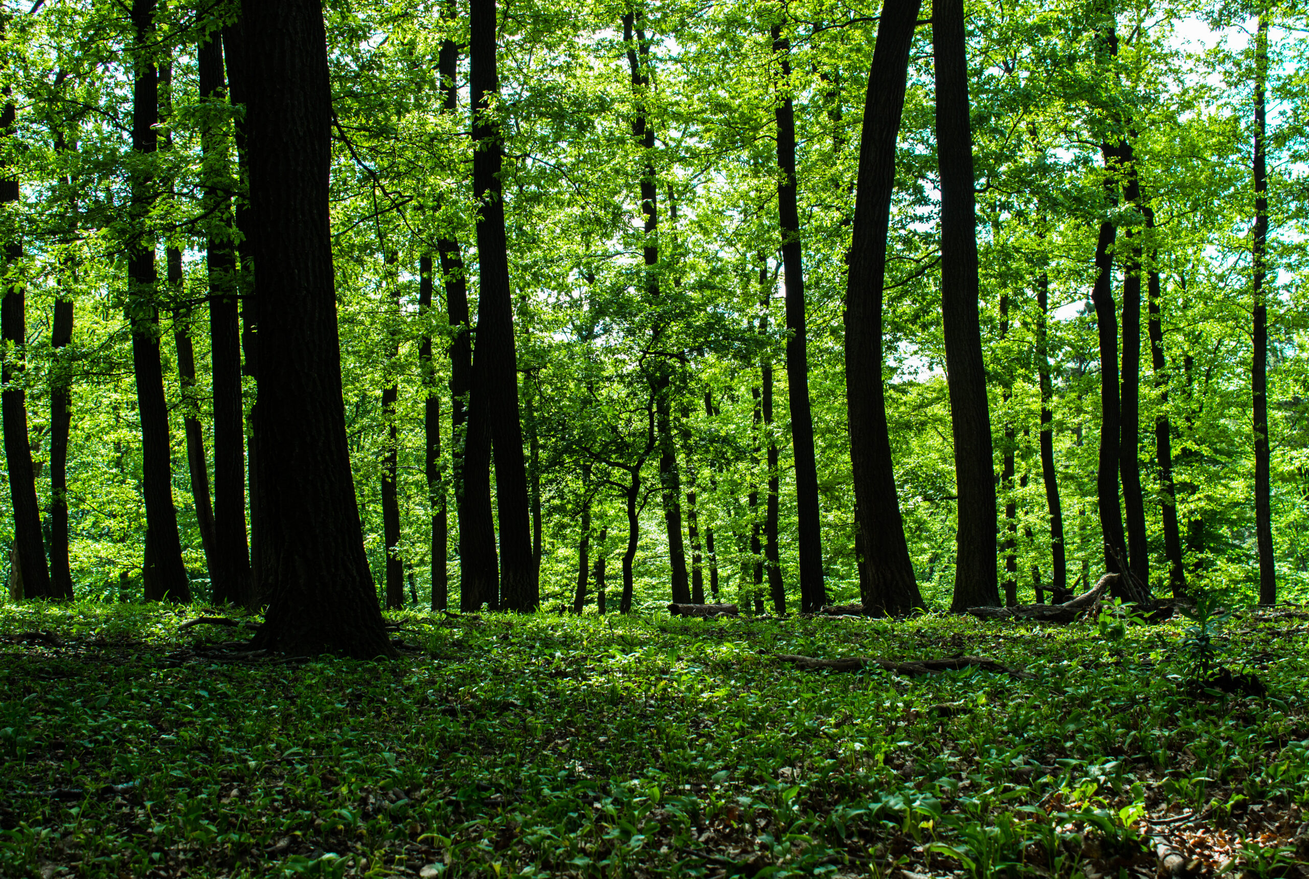 Pharmakobotanische Exkursion im Lainzer Tiergarten Sa. 23.05.2026 | Nicht-Mitglied – Bild 2